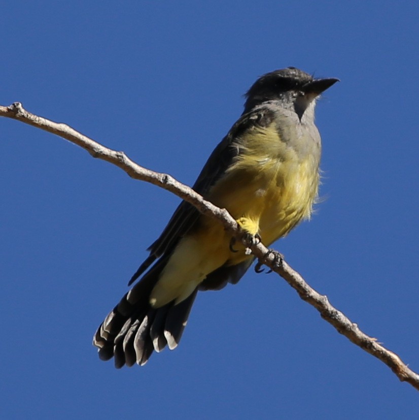 Cassin's Kingbird - ML114511001