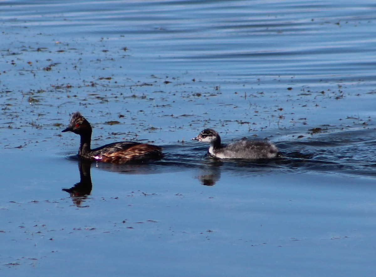 Eared Grebe - ML114516261