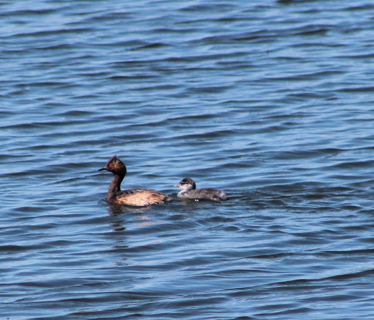 Eared Grebe - ML114516271