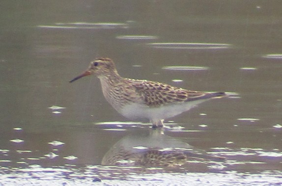 Pectoral Sandpiper - Steve Nord