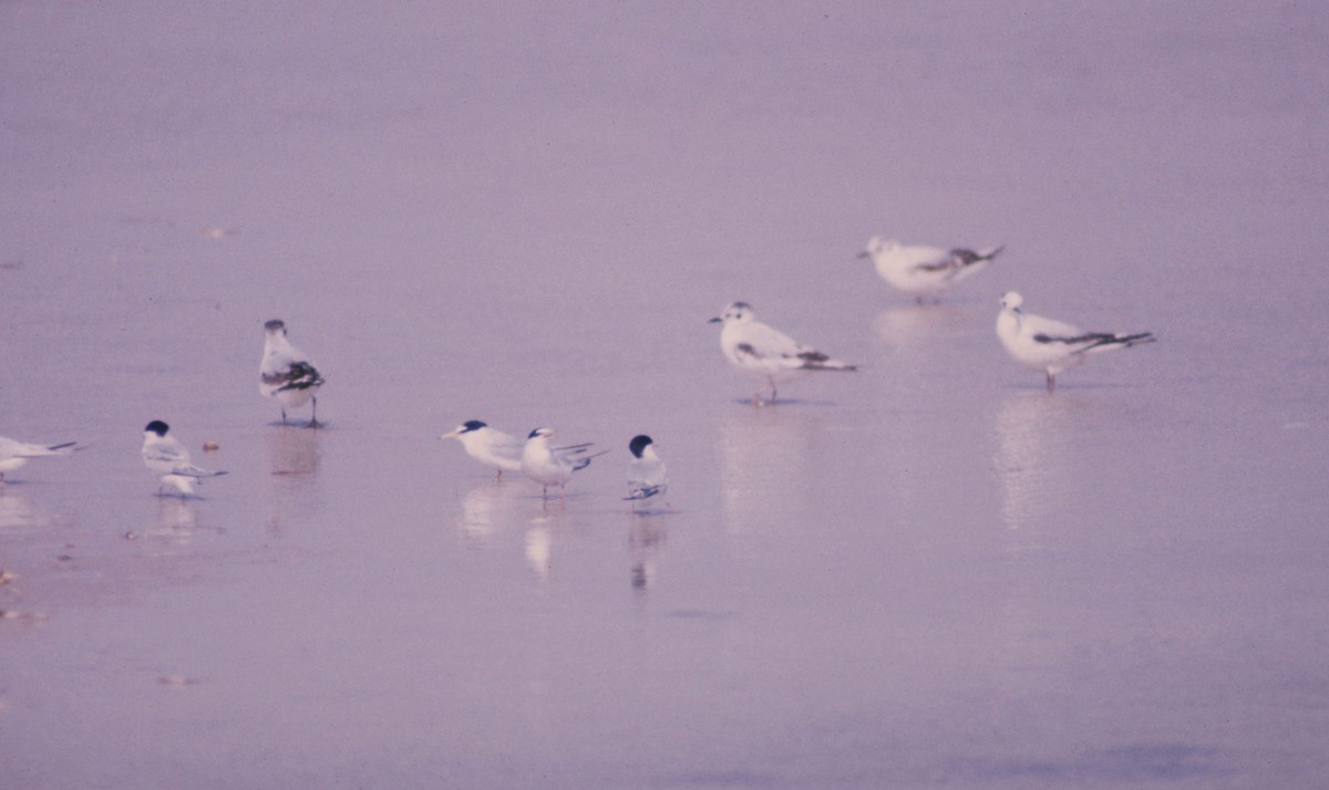 Little Gull - ML114520411