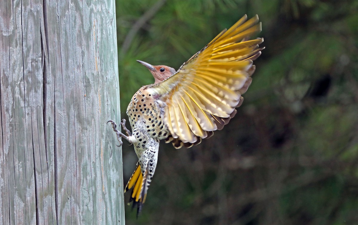 Northern Flicker - ML114521841