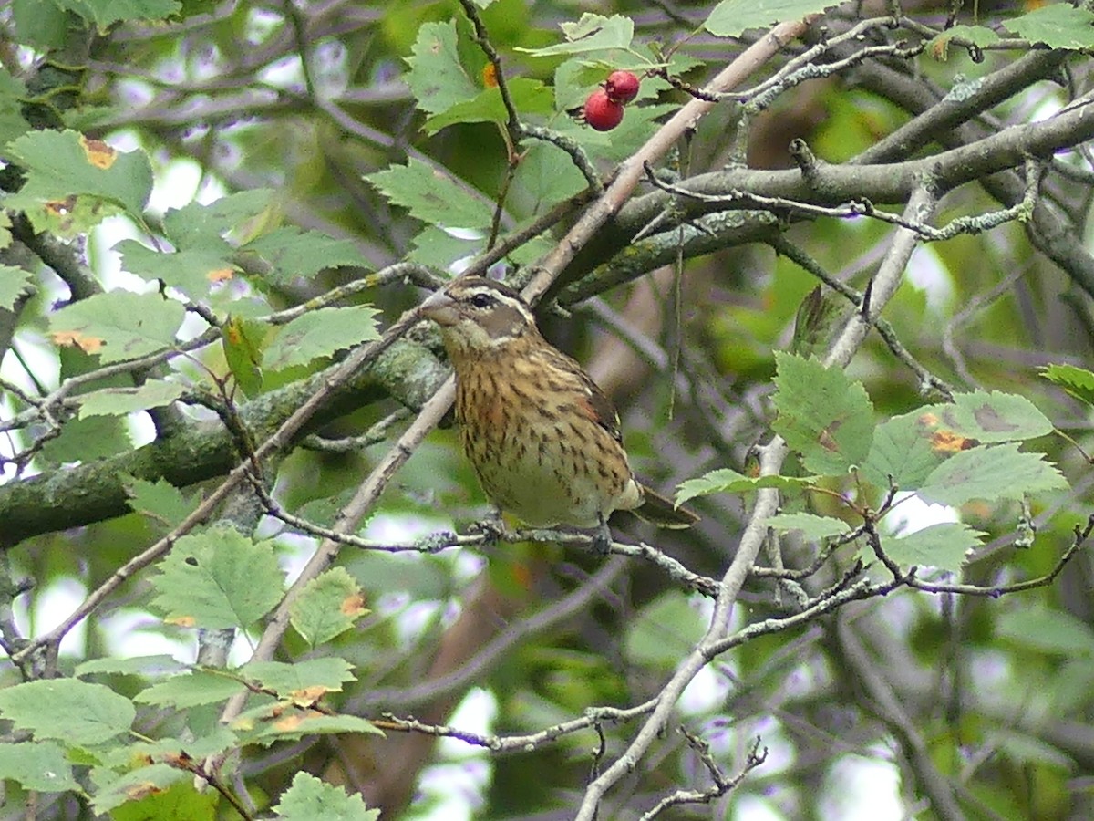 Rose-breasted Grosbeak - Paul Strong