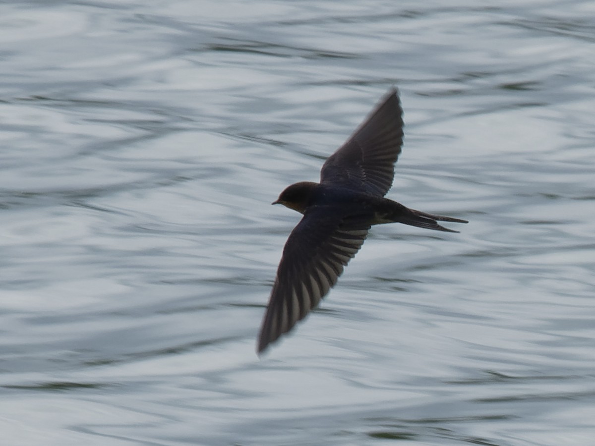 Barn Swallow - ML114525831