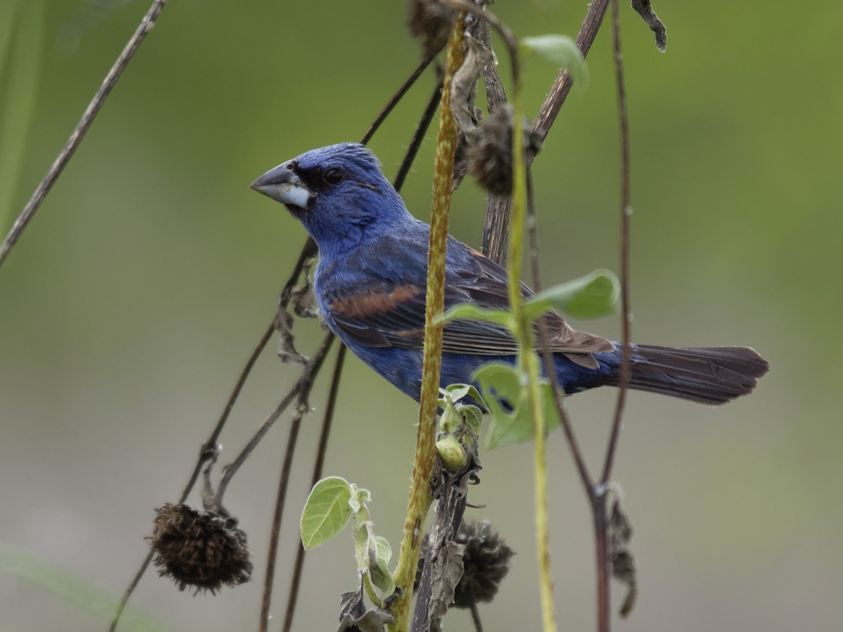 Blue Grosbeak - Dina Perry