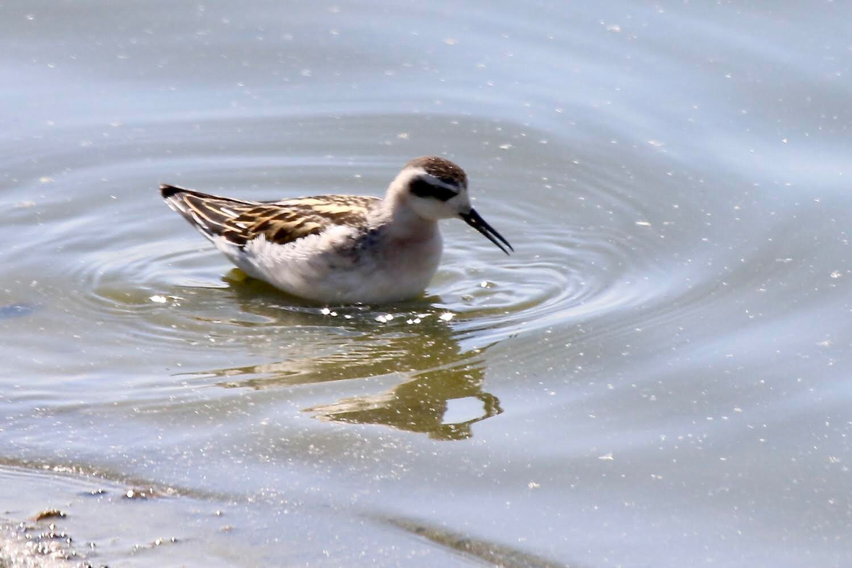 Круглоносый плавунчик - ML114527791