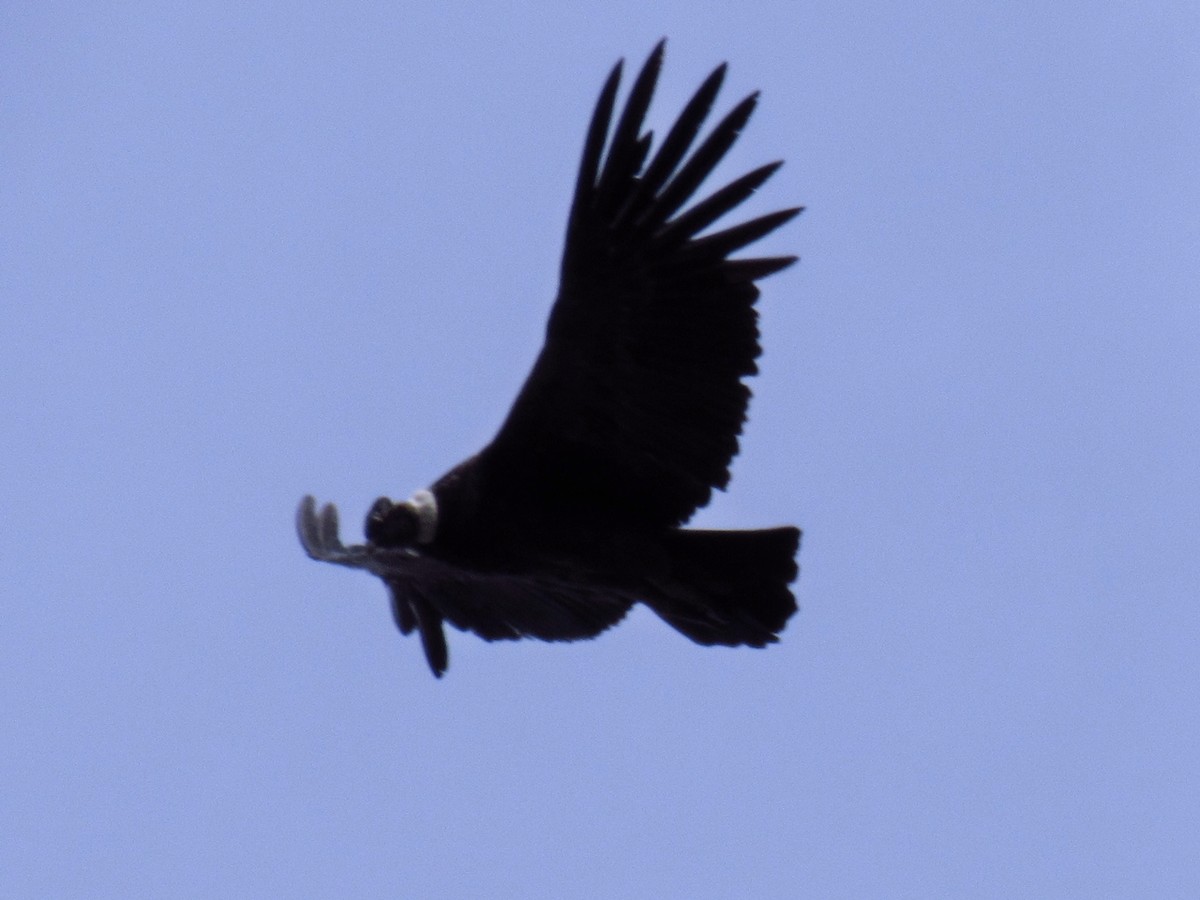 Andean Condor - Jose Luis Ropero