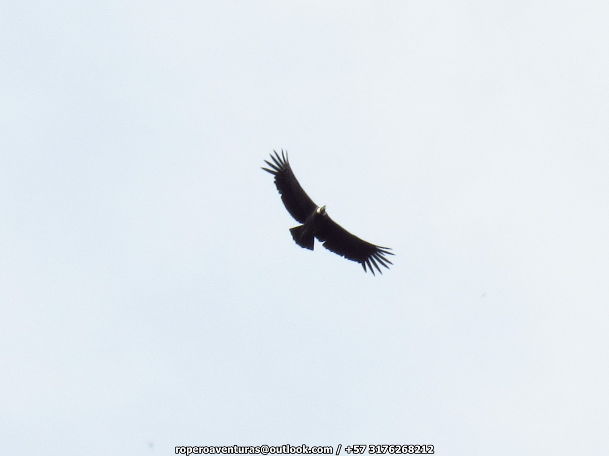 Andean Condor - Jose Luis Ropero