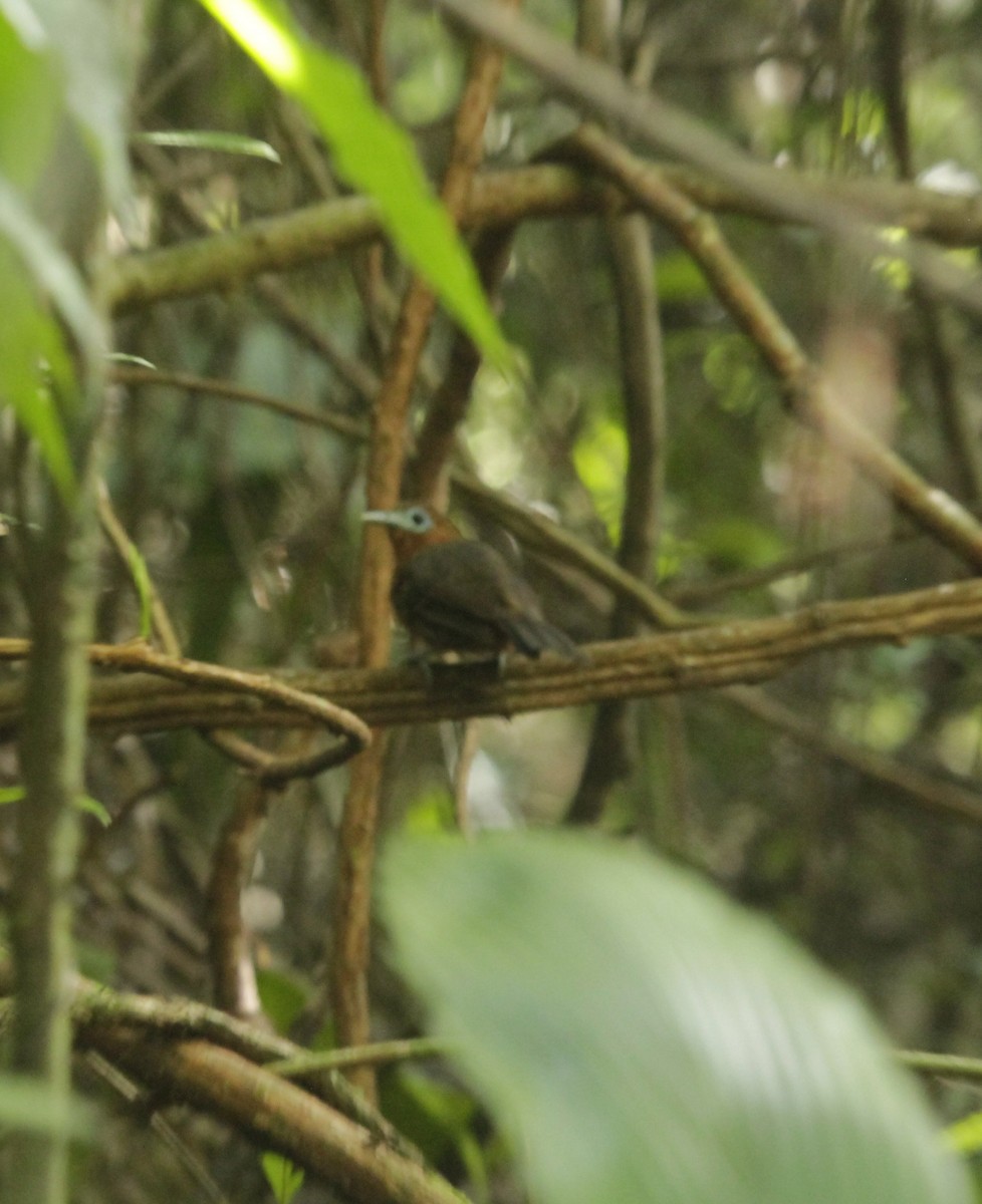 Bare-crowned Antbird - ML114528521