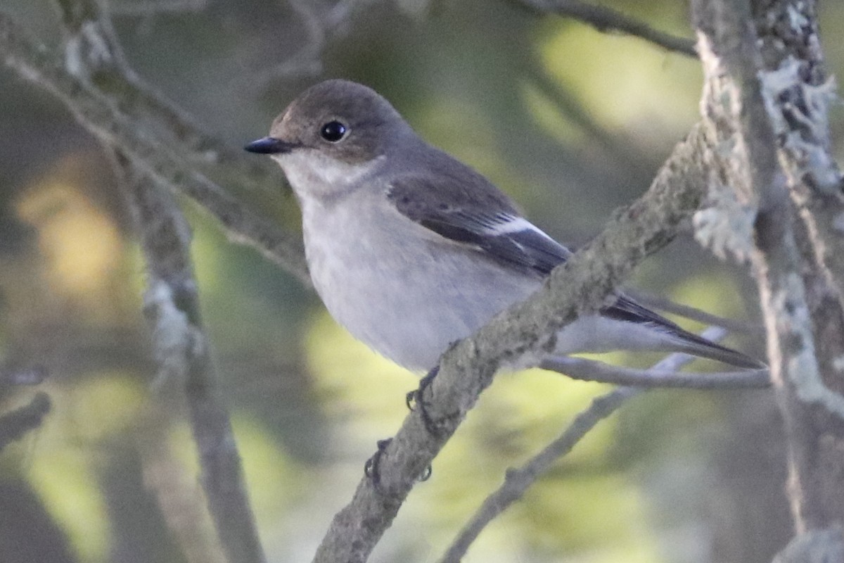 European Pied Flycatcher - ML114529421