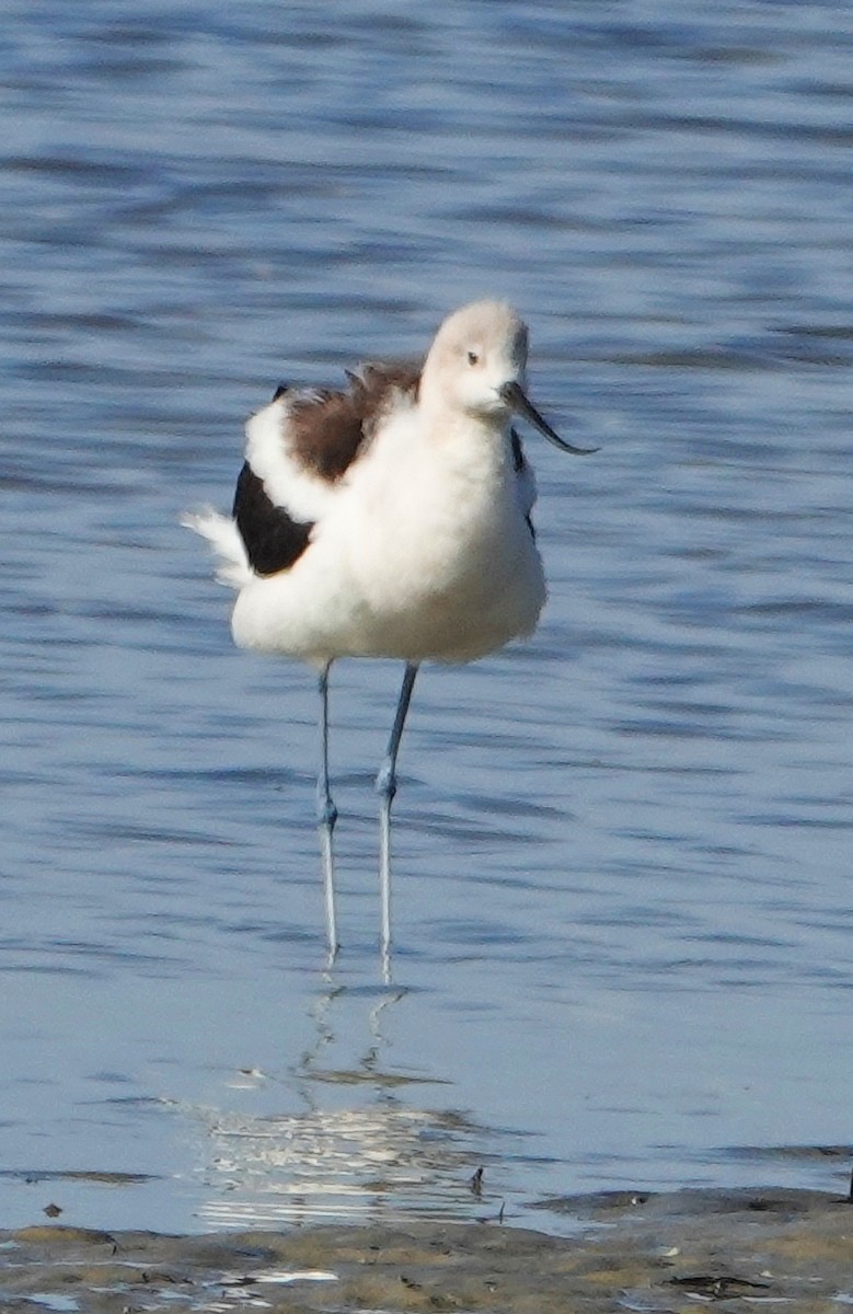 American Avocet - Kathie Rosse