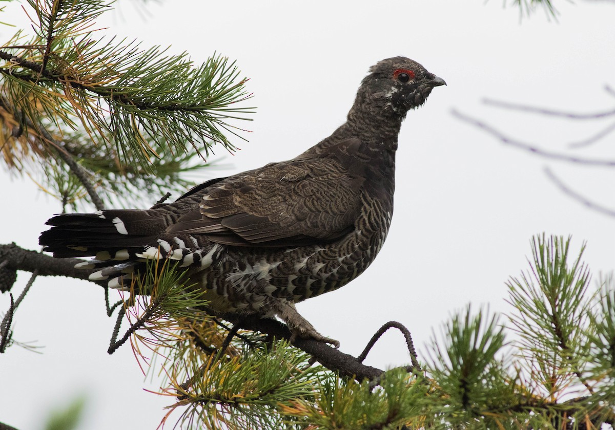 Spruce Grouse - ML114530421