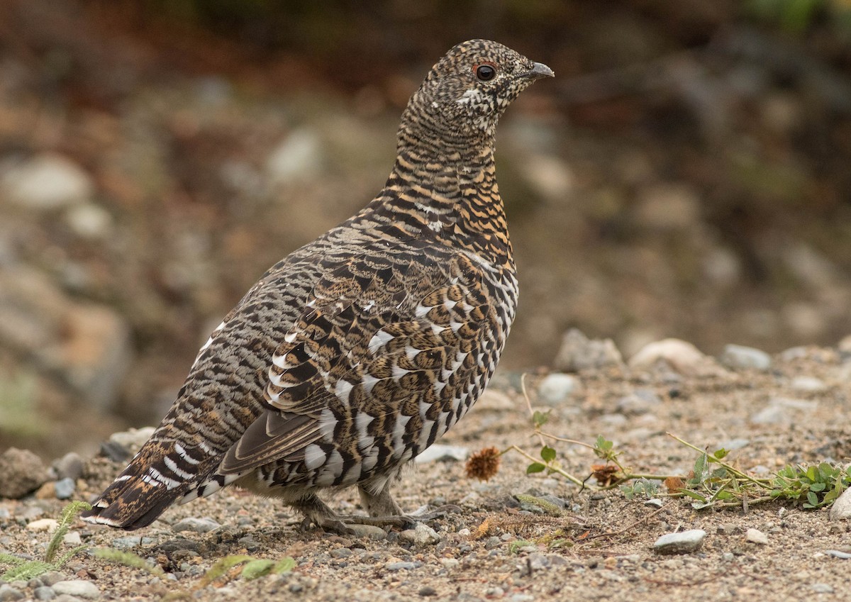 Spruce Grouse - ML114530441