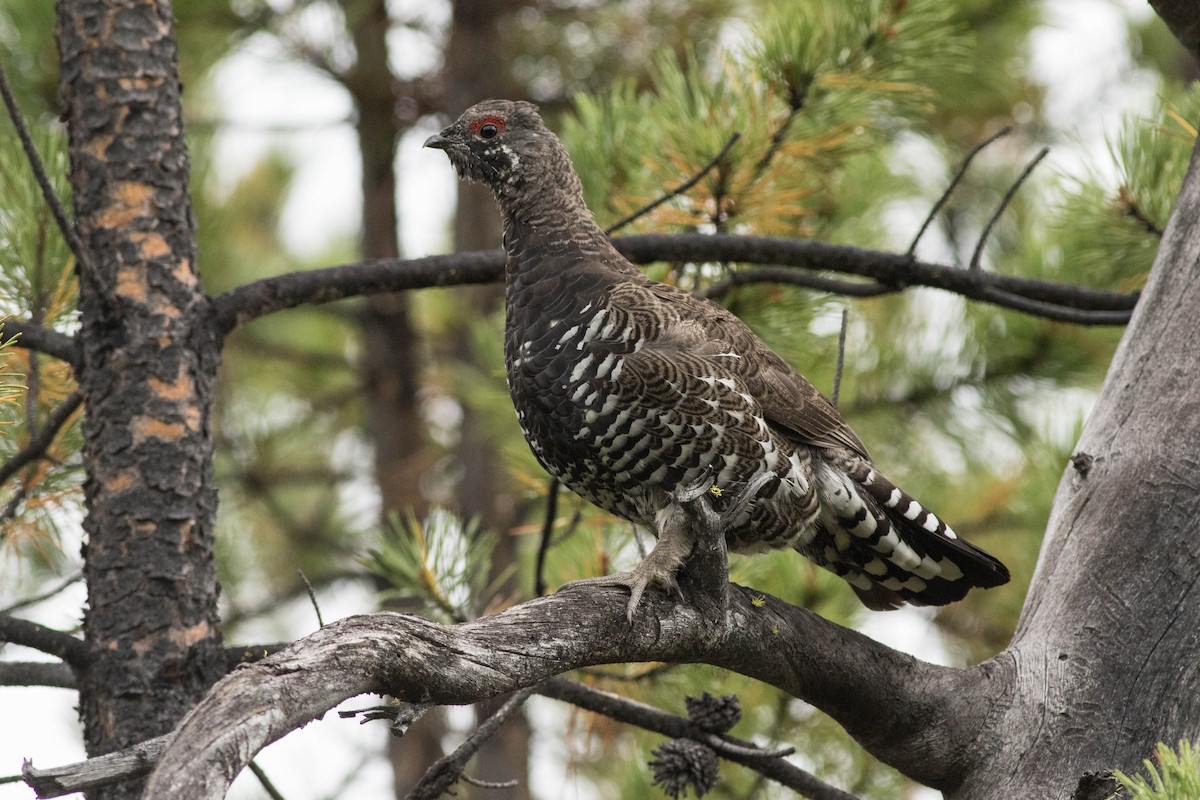 Spruce Grouse - ML114530501