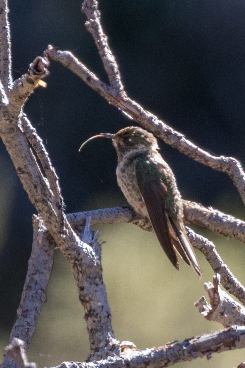 Blue-bearded Helmetcrest - ML114531091