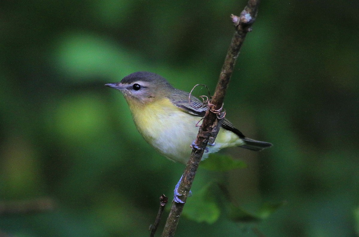 Philadelphia Vireo - ML114531821