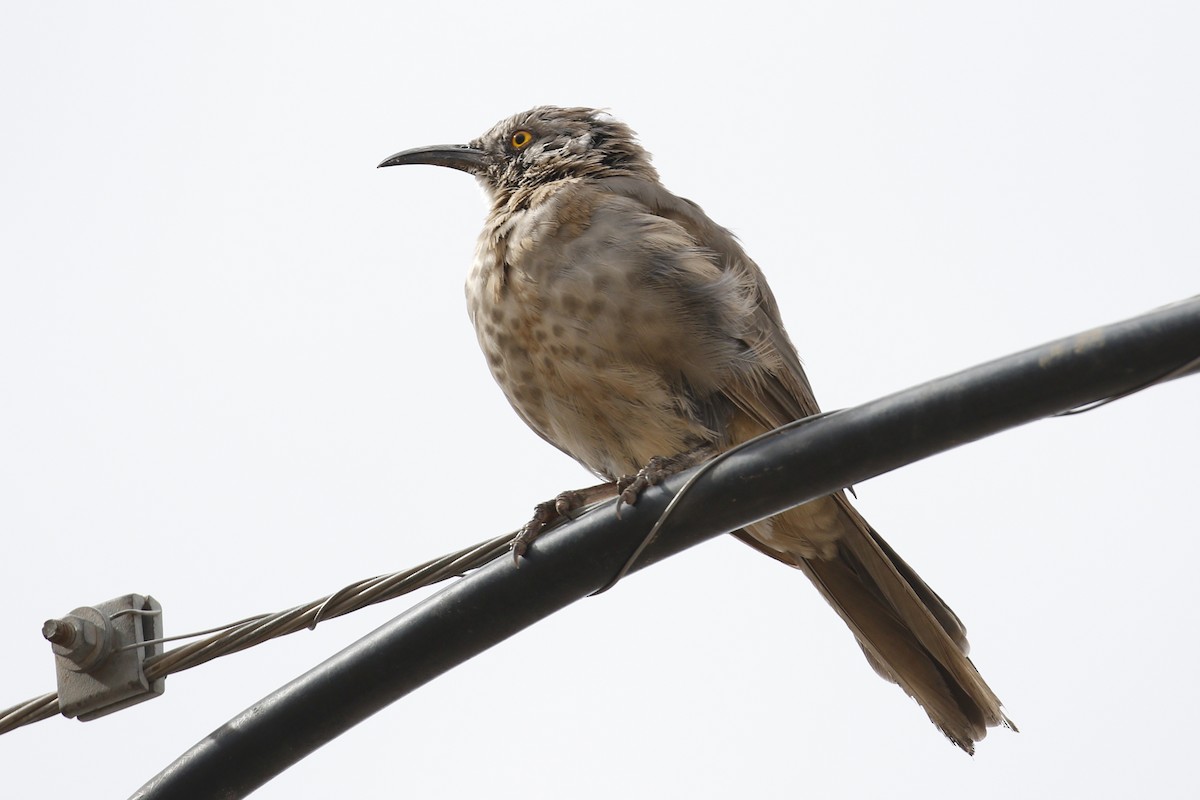 Curve-billed Thrasher - ML114532861