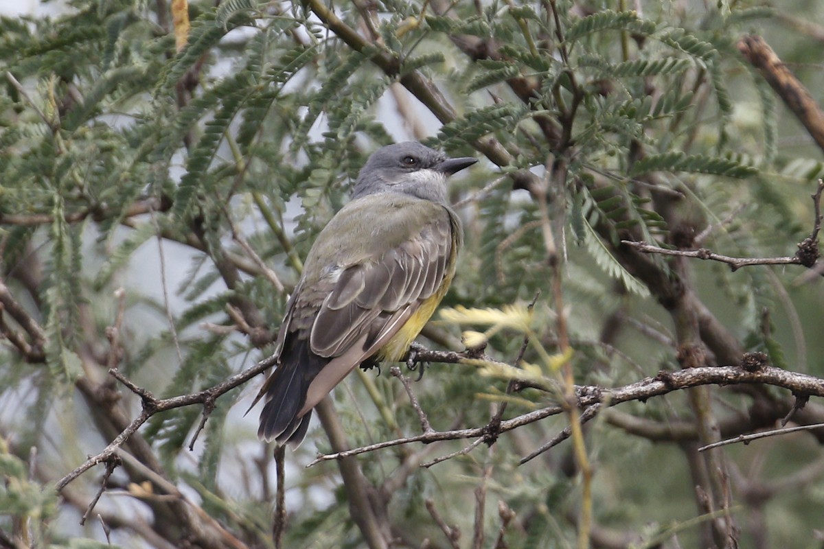 Cassin's Kingbird - ML114532891