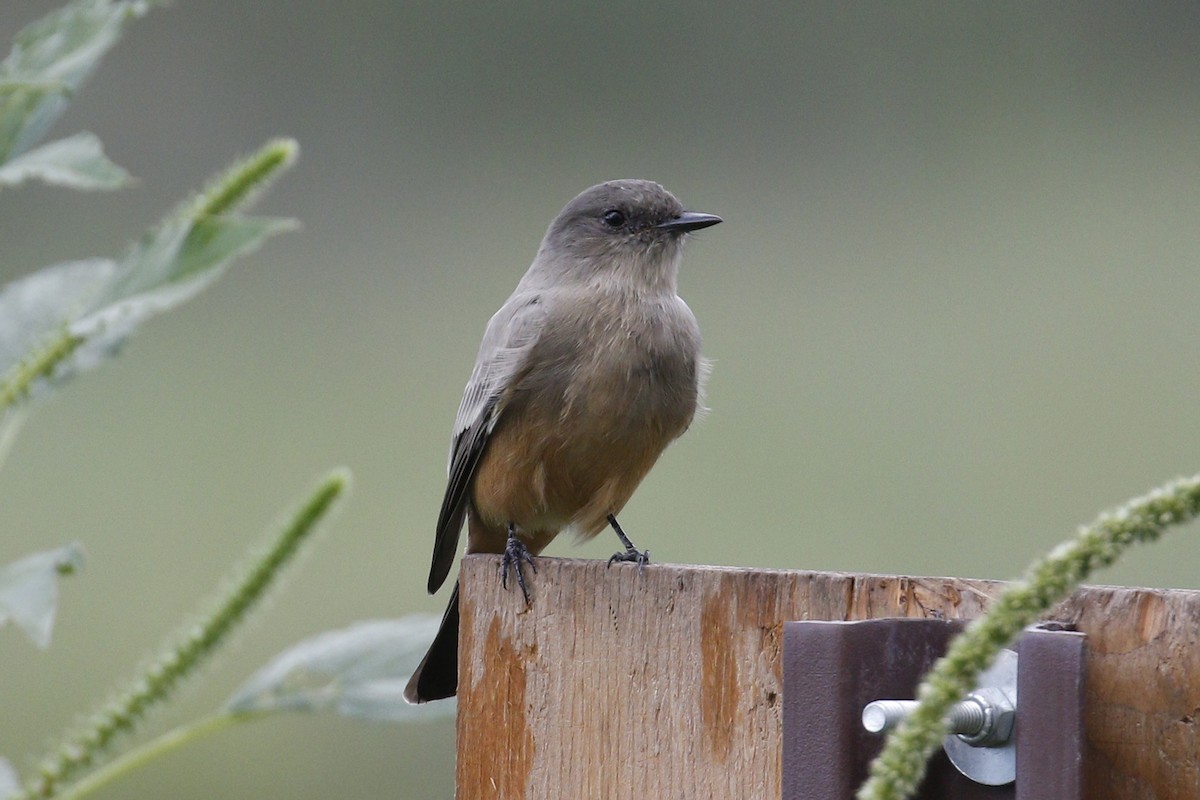 Say's Phoebe - ML114532901