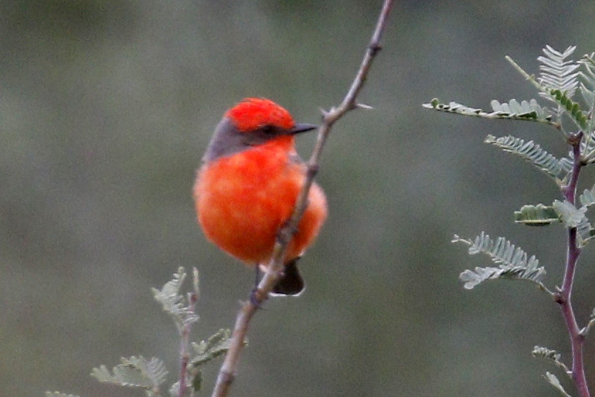 Vermilion Flycatcher - ML114532921