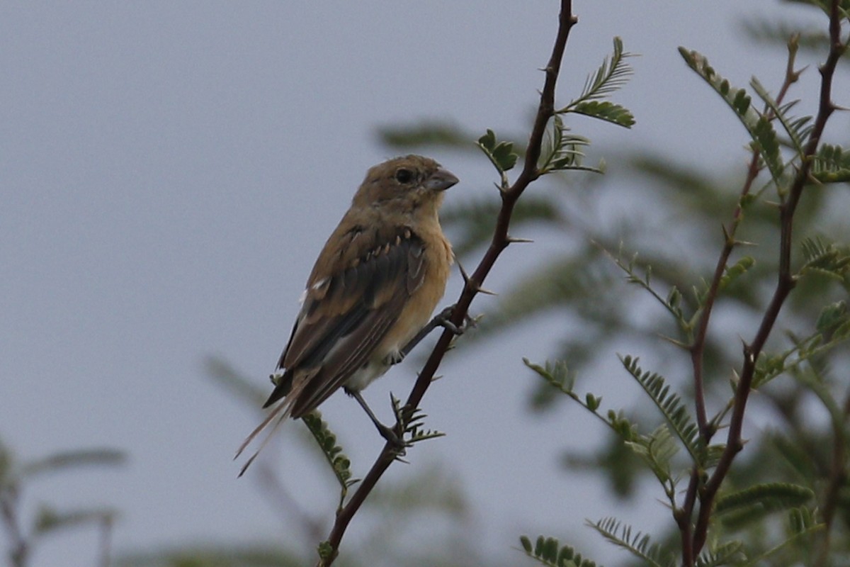 Lazuli Bunting - ML114532981