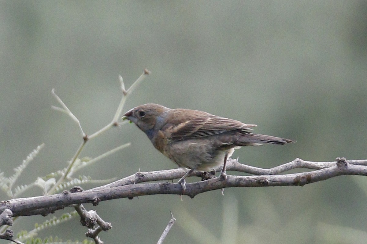 Lazuli Bunting - ML114533071