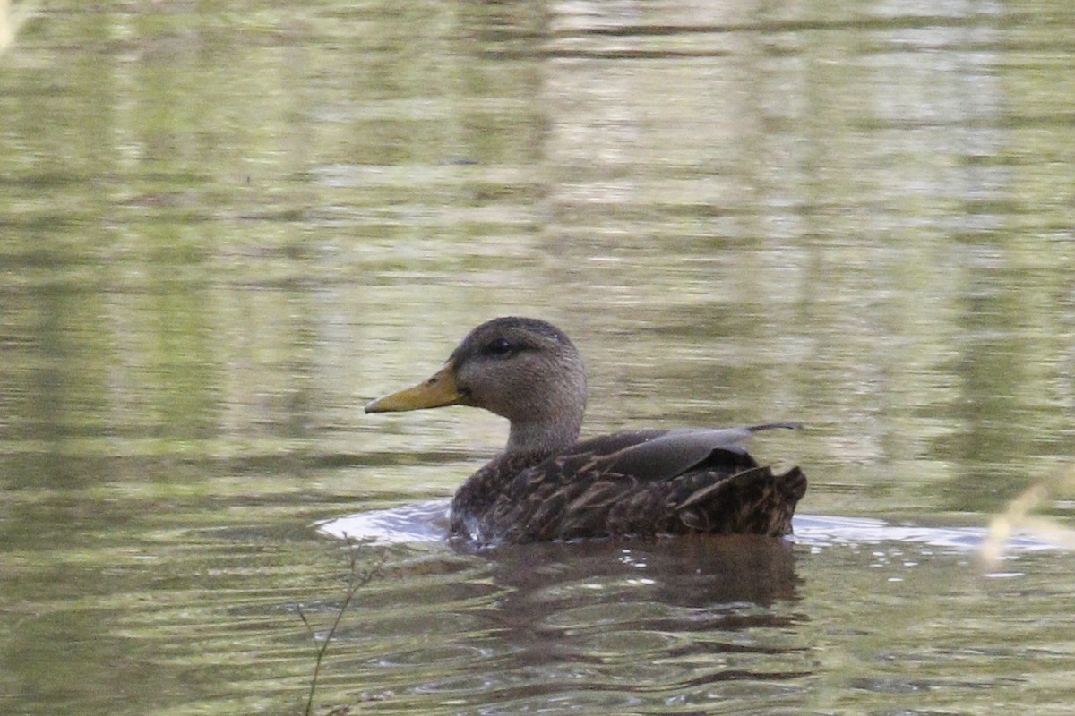 Mexican Duck - ML114533141