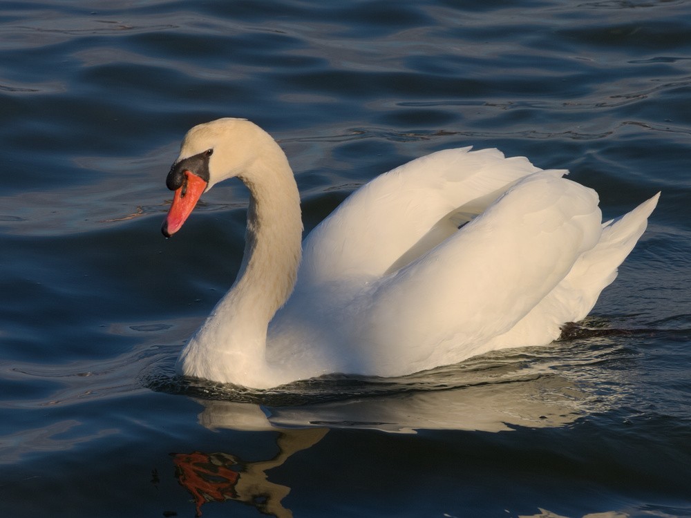 Mute Swan - ML114536241