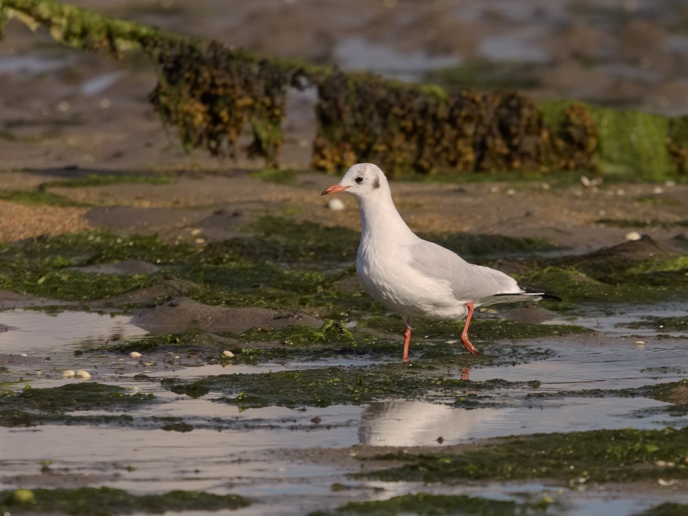 Black-headed Gull - ML114536481