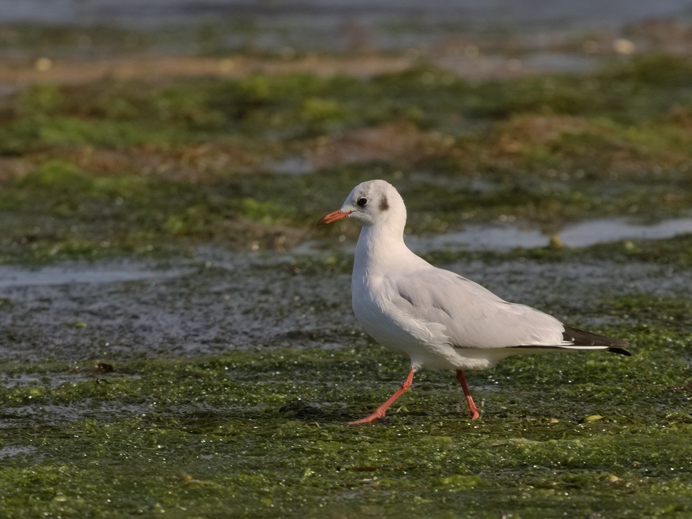 Black-headed Gull - Juan Parra Caceres