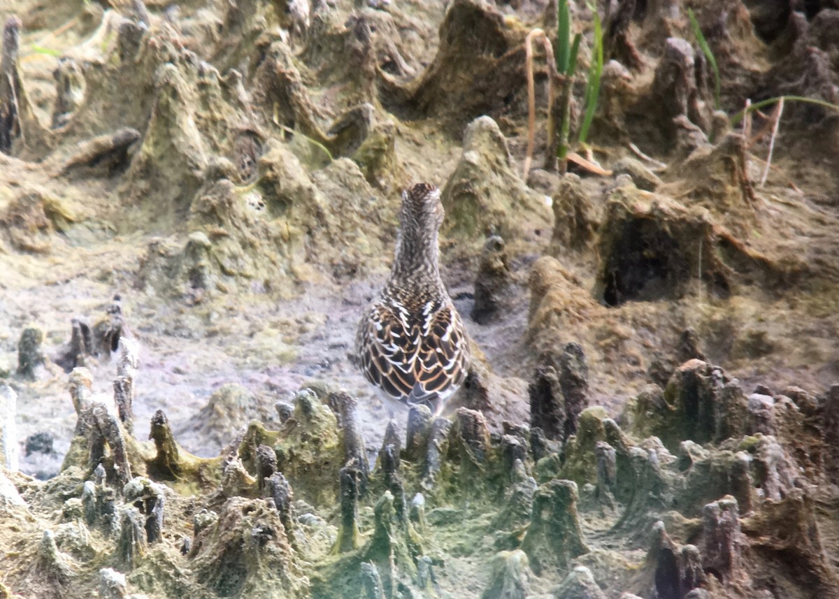 Pectoral Sandpiper - ML114537181