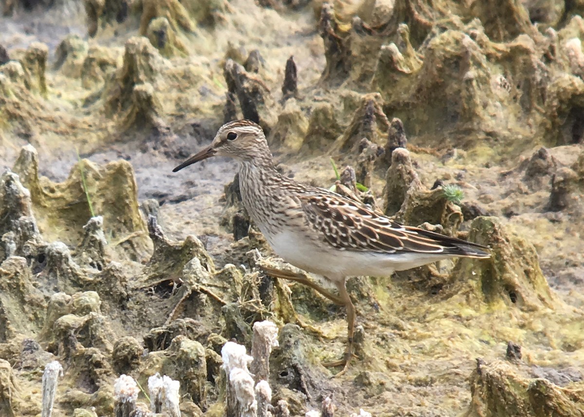 Pectoral Sandpiper - ML114537221