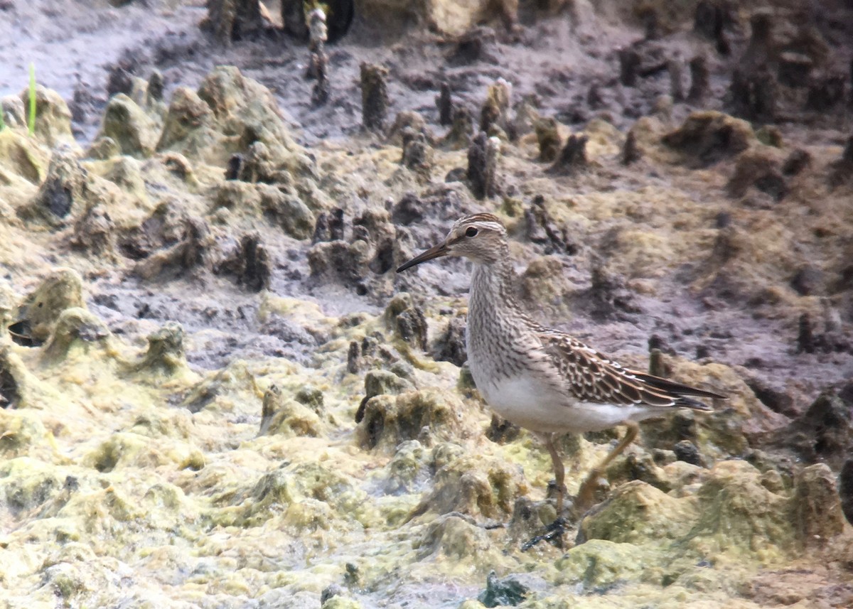 Pectoral Sandpiper - ML114537301