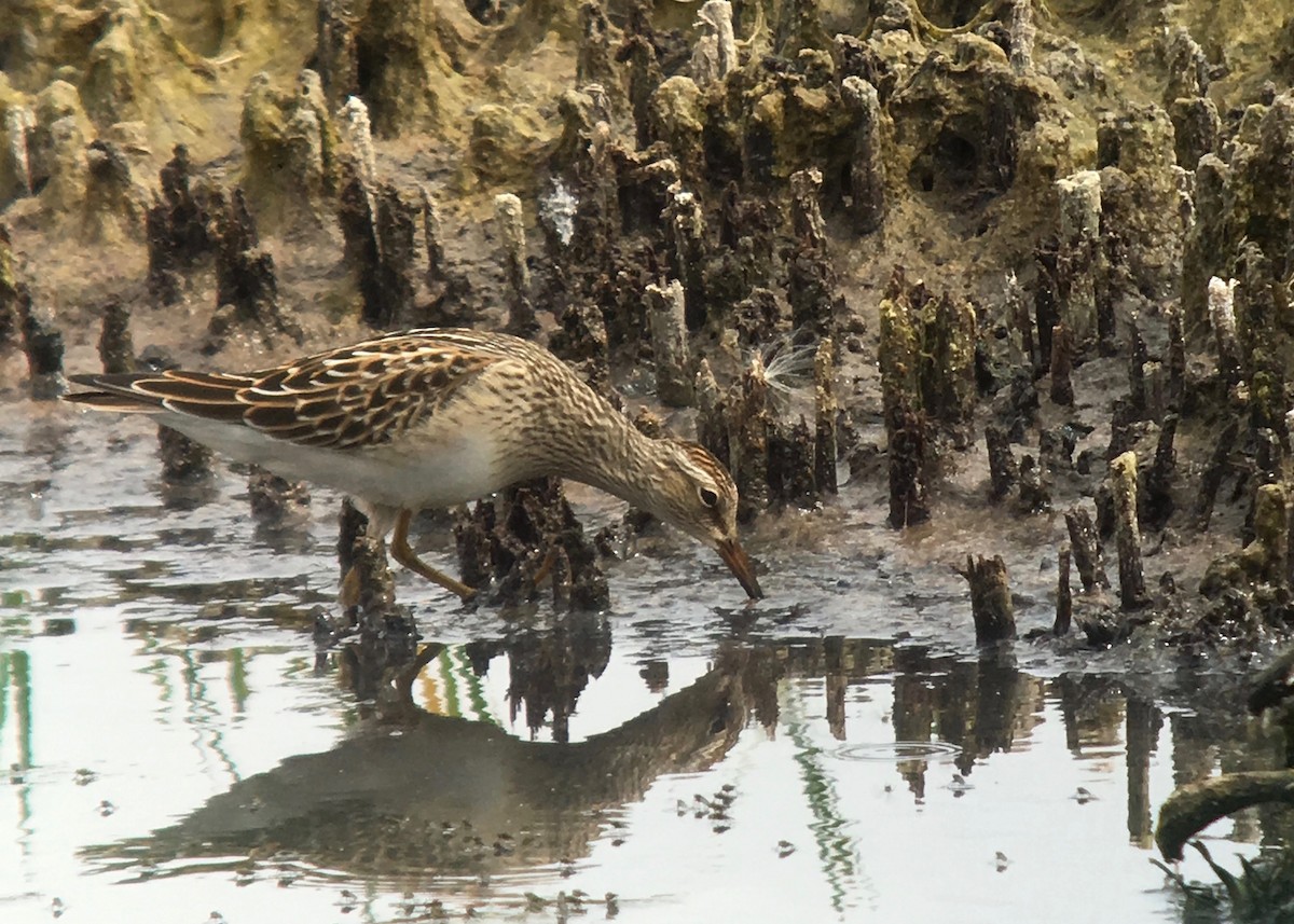 Pectoral Sandpiper - ML114537381