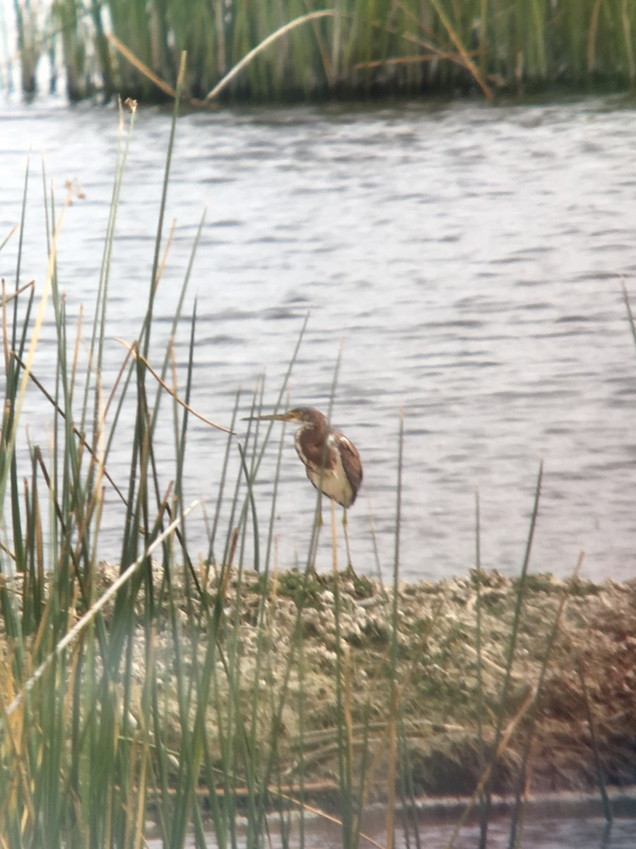 Tricolored Heron - ML114537401