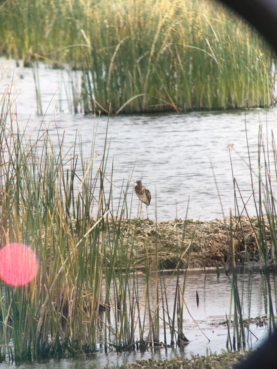 Tricolored Heron - ML114537661