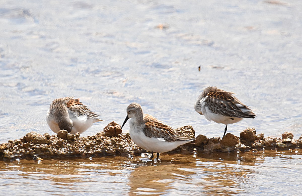 Western Sandpiper - ML114540531