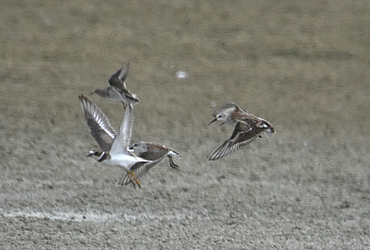 Semipalmated Plover - ML114540631