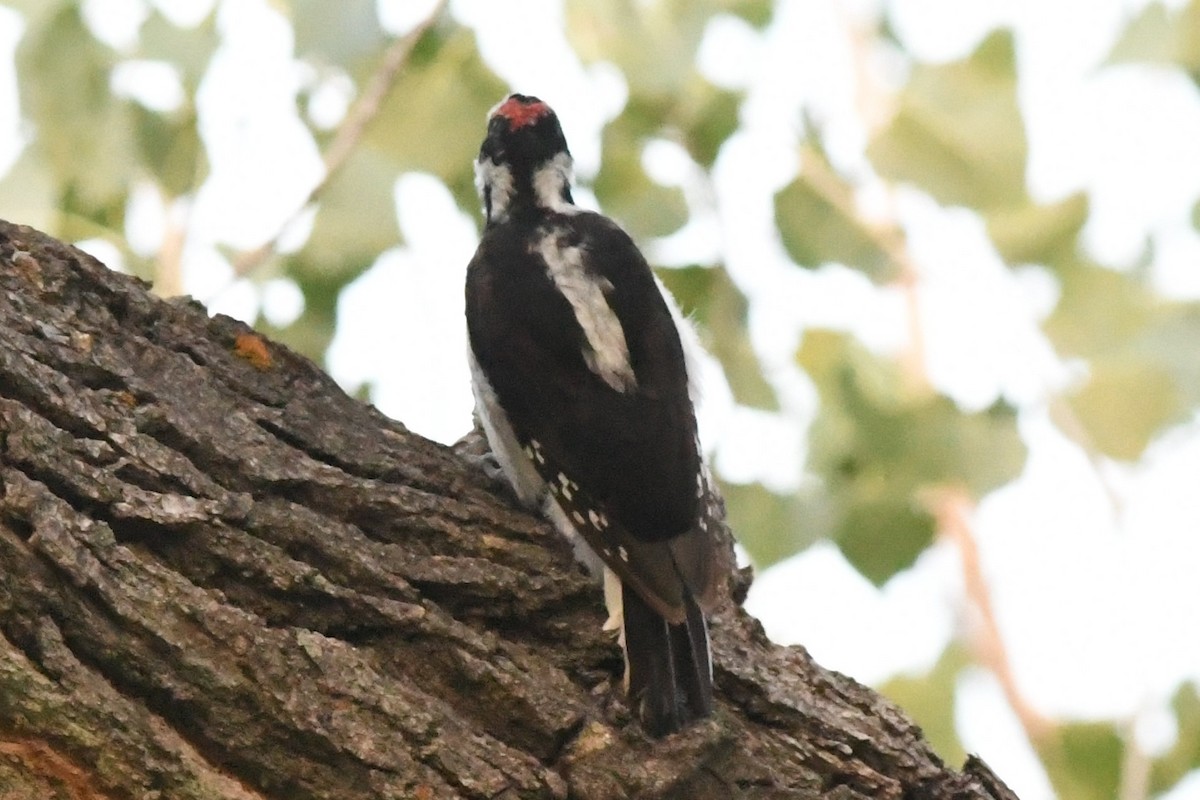 Downy Woodpecker - Dawn Abbott