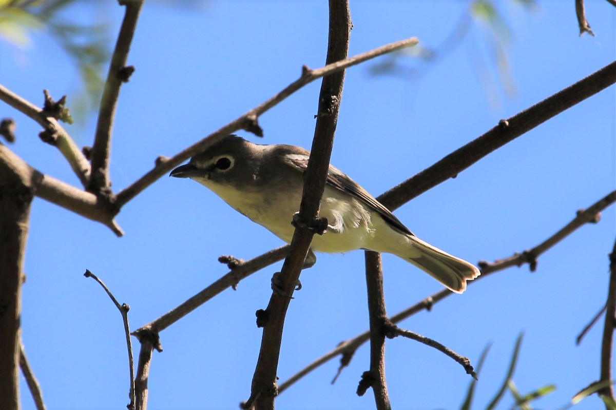 Plumbeous Vireo - ML114544361