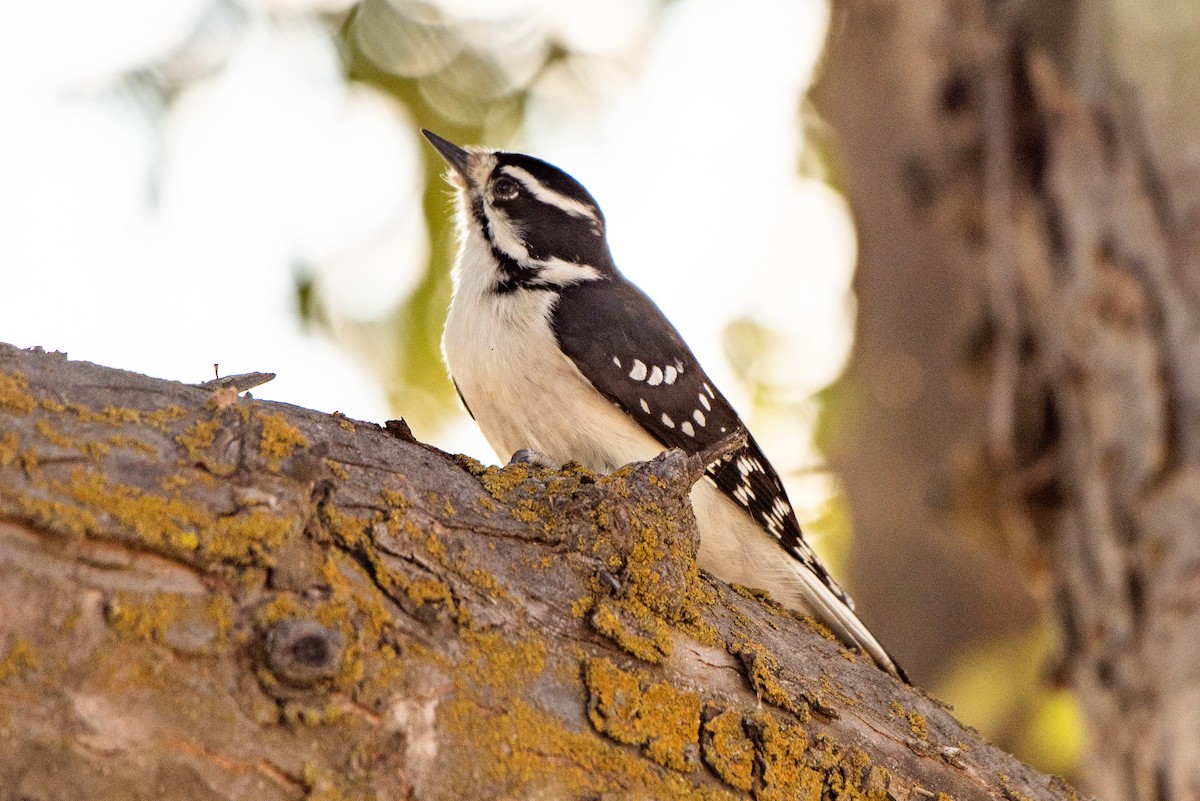 Downy Woodpecker - ML114545611