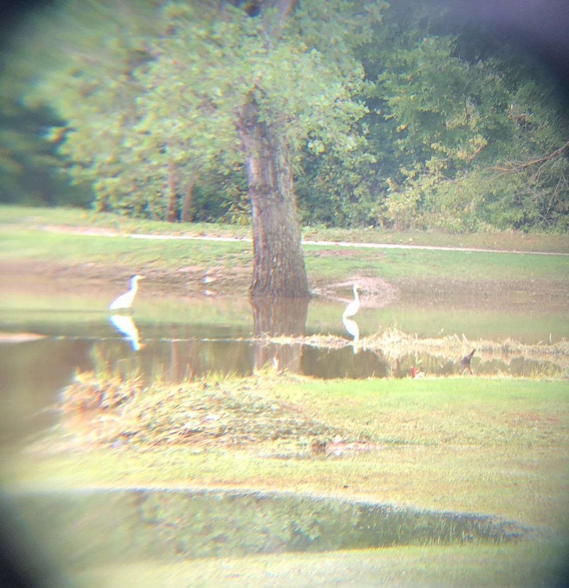 Great Egret - ML114545791