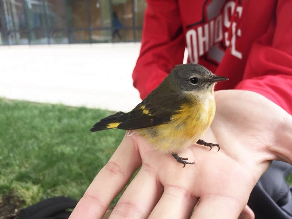 American Redstart - ML114546361