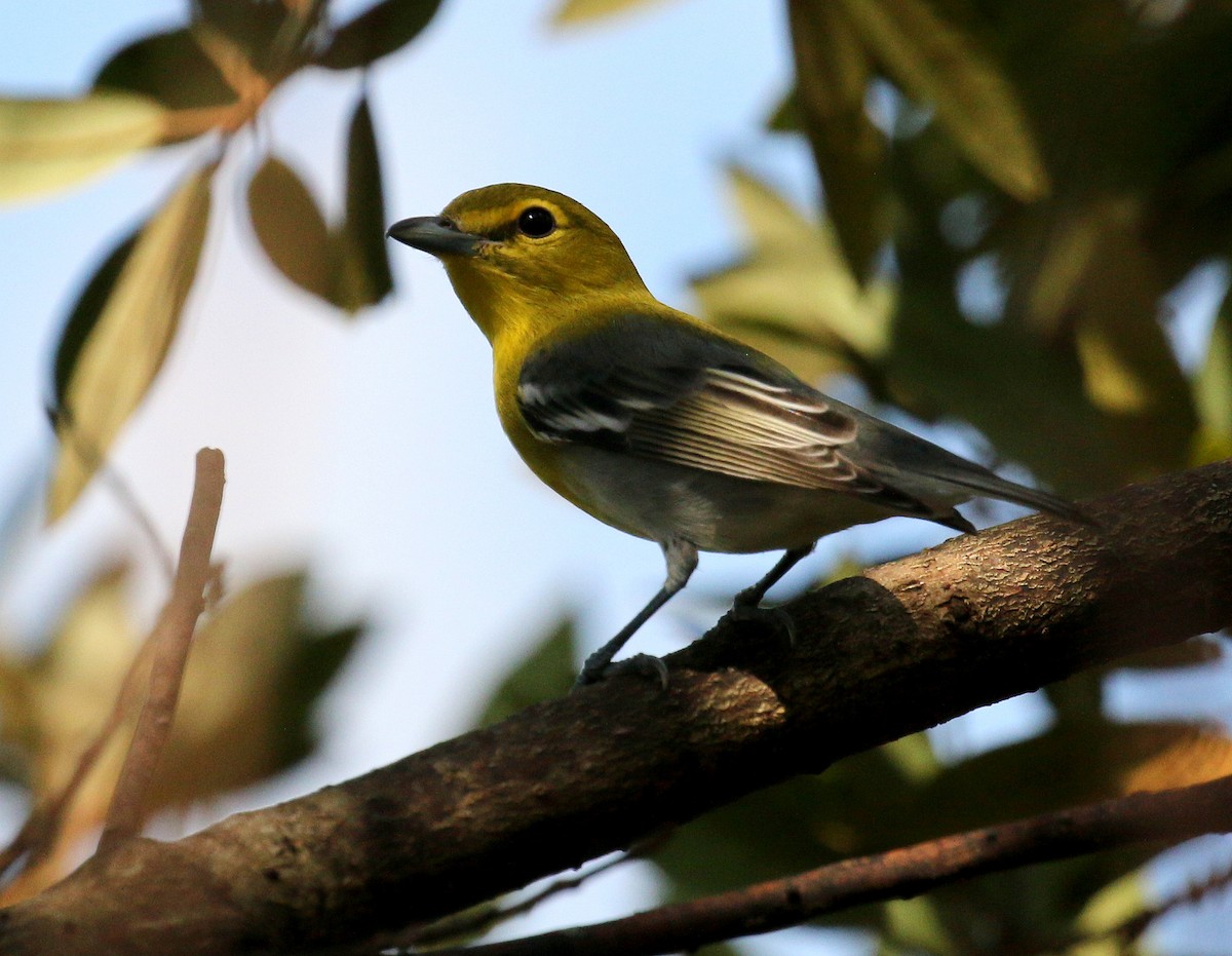 Yellow-throated Vireo - ML114547281