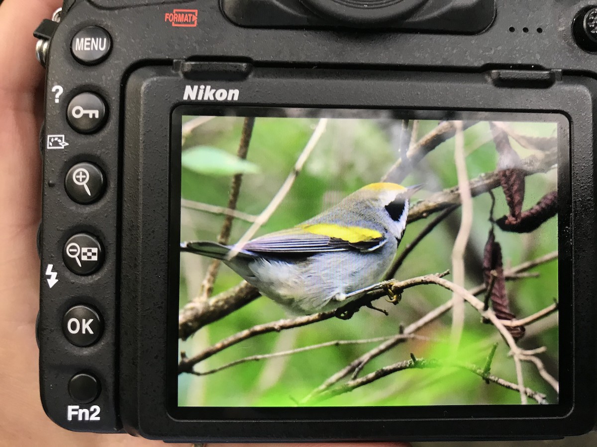 Golden-winged Warbler - ML114548101