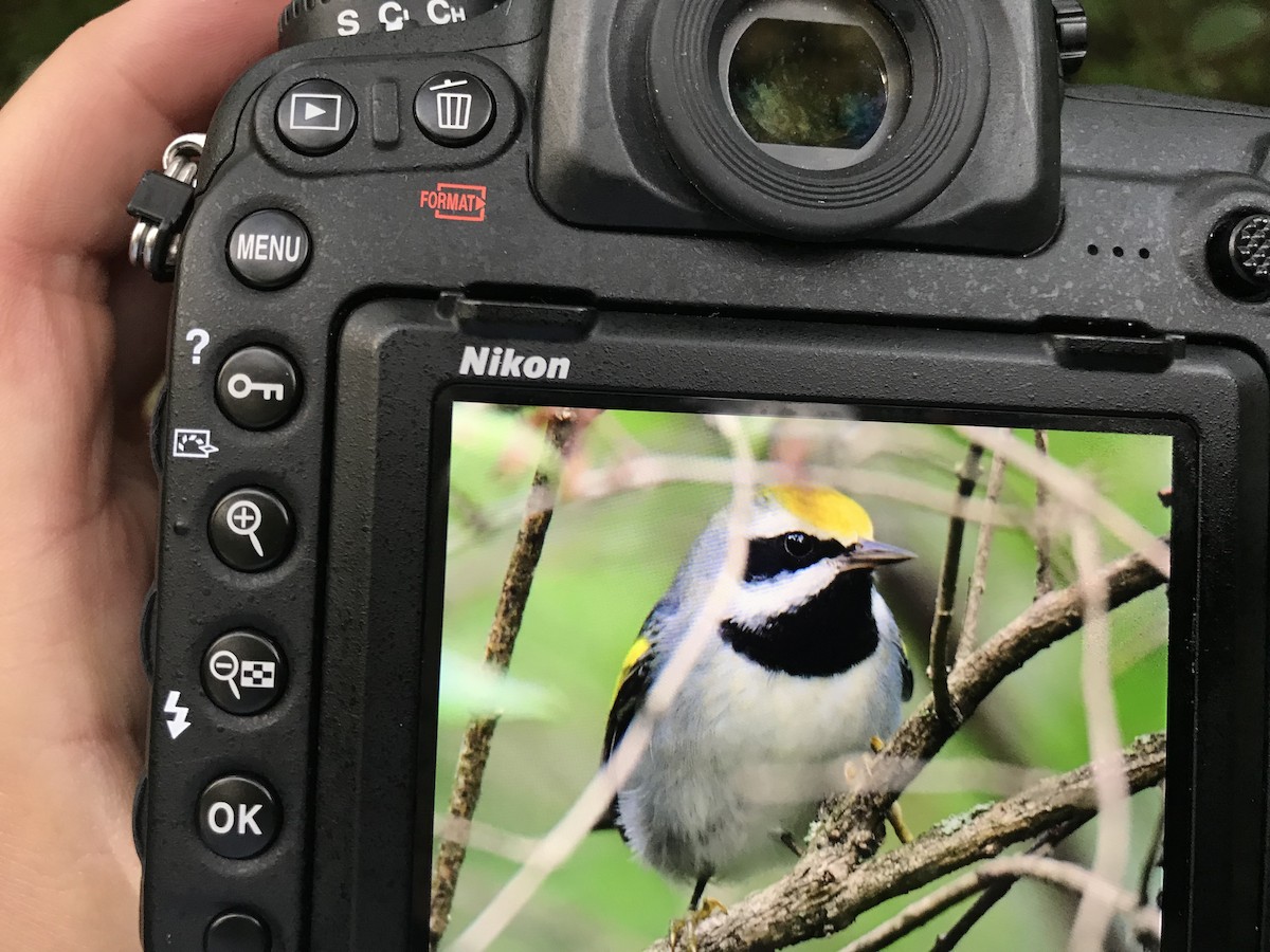 Golden-winged Warbler - ML114548111