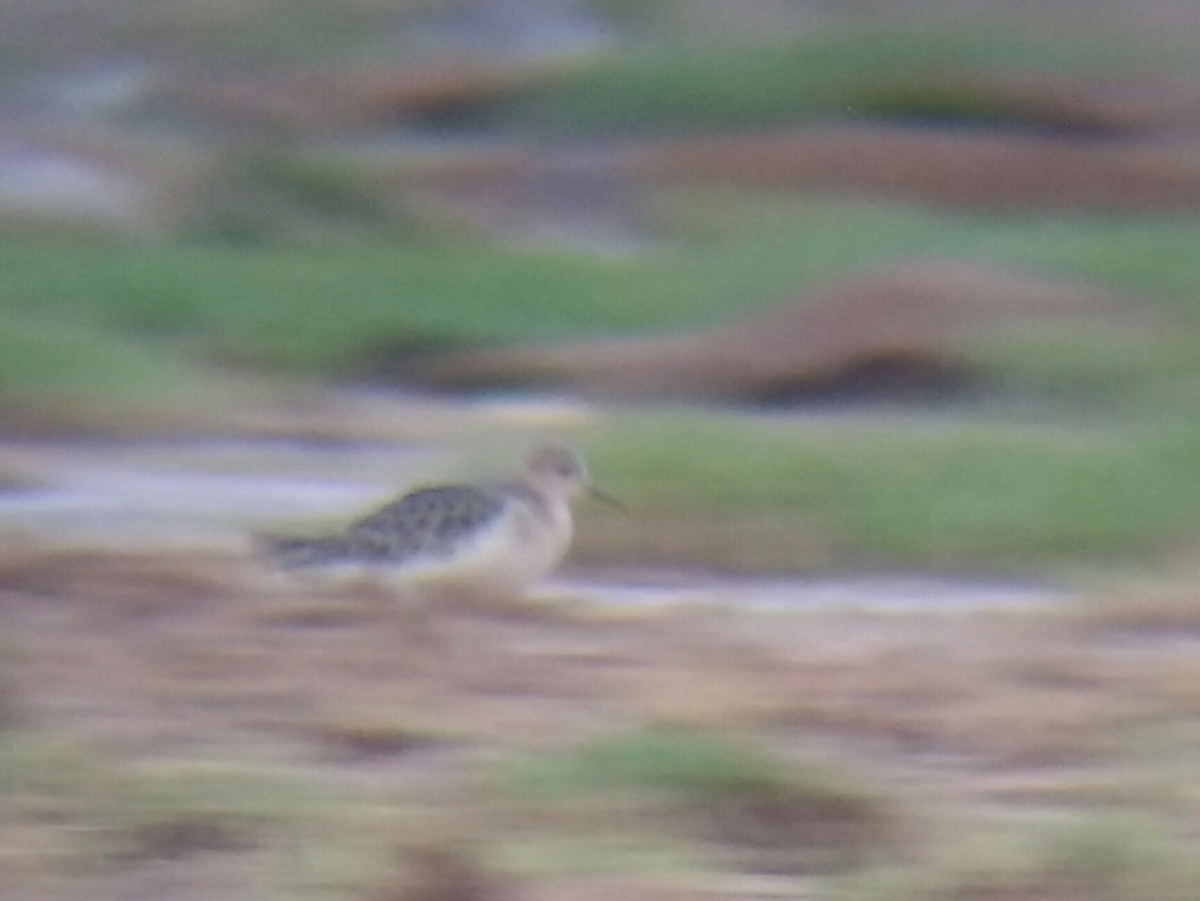 Buff-breasted Sandpiper - ML114548691