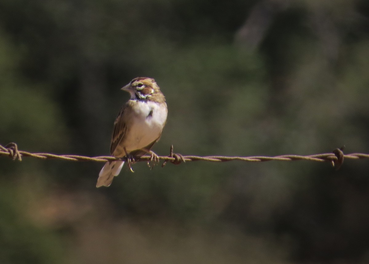 Lark Sparrow - ML114549361