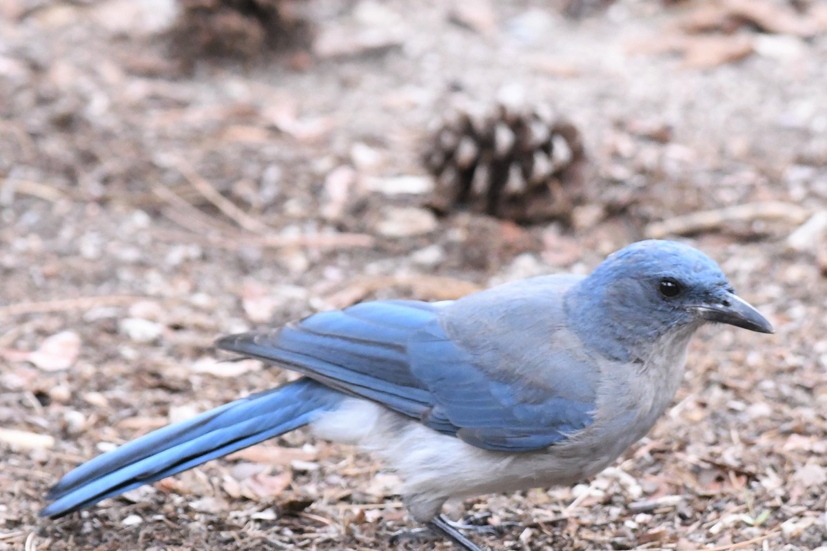 Mexican Jay - ML114552921