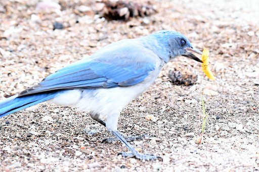 Mexican Jay - ML114553741